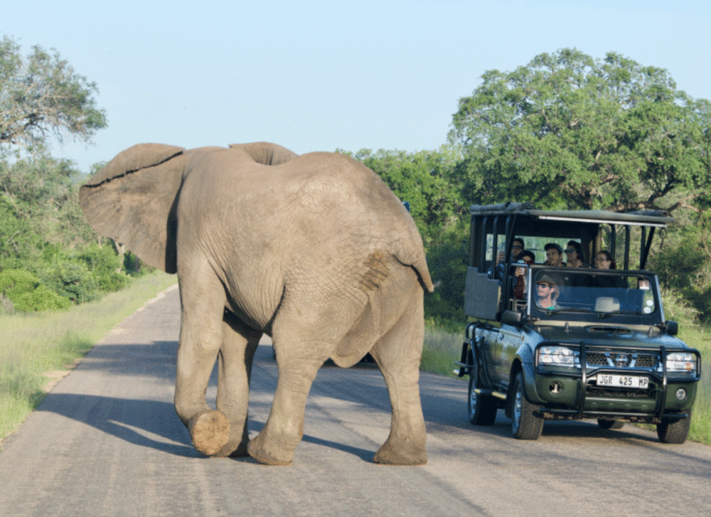 african elephant on road
