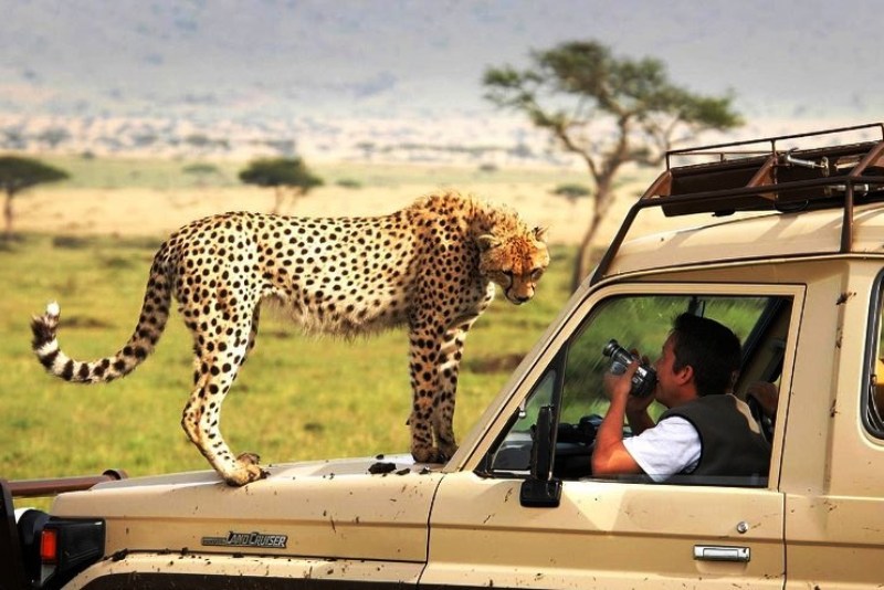 cheetah african safari deals