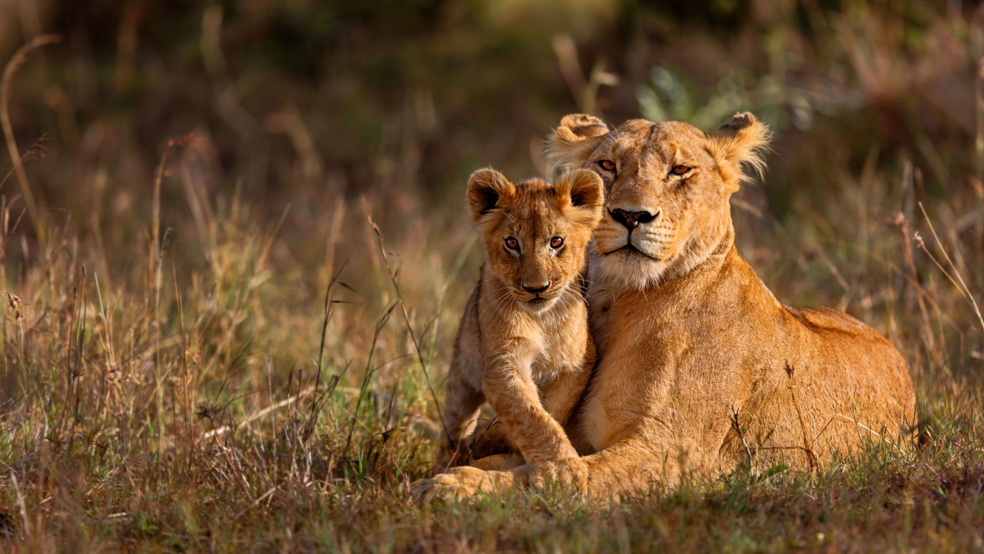 A-tender-moment-between-Lioness-and-cub