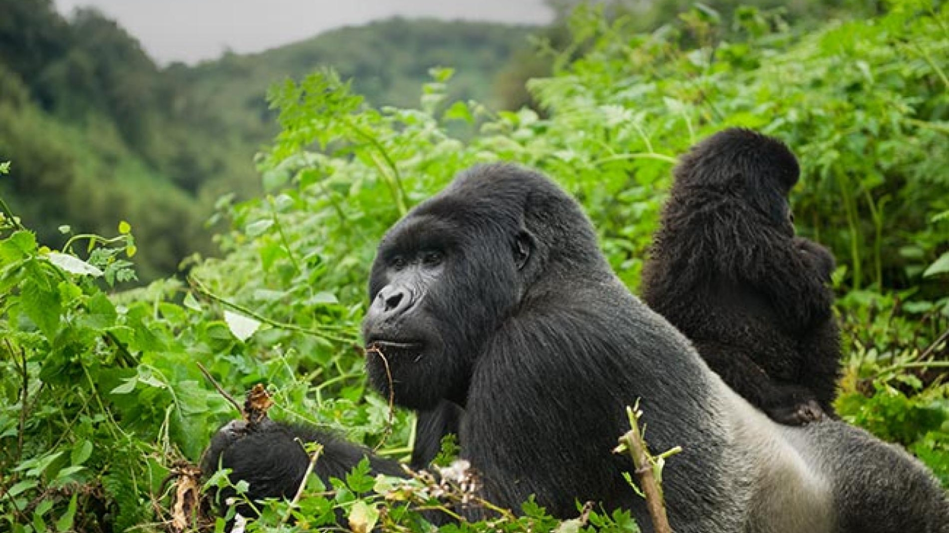 Gorillas in Uganda Gorilla Safari